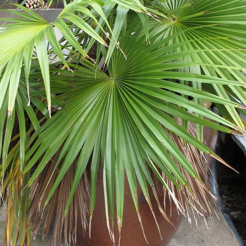 Brahea calcarea - Palmier mexicain (Foliage)