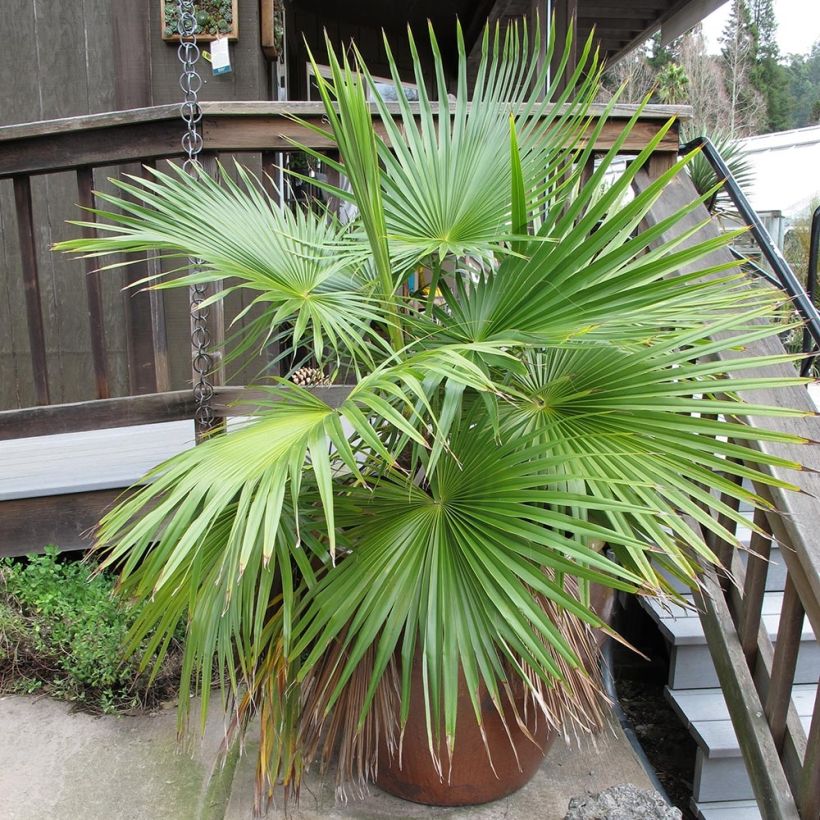 Brahea calcarea - Palmier mexicain (Plant habit)
