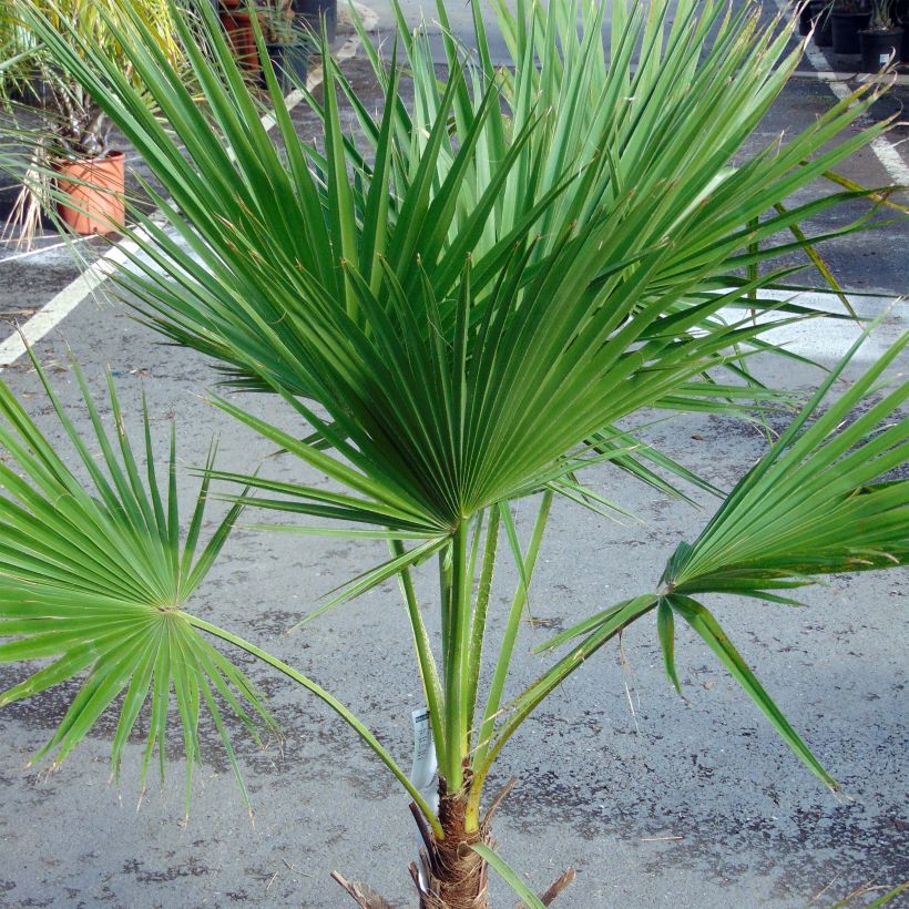 Palmier du Mexique - Brahea edulis (Plant habit)