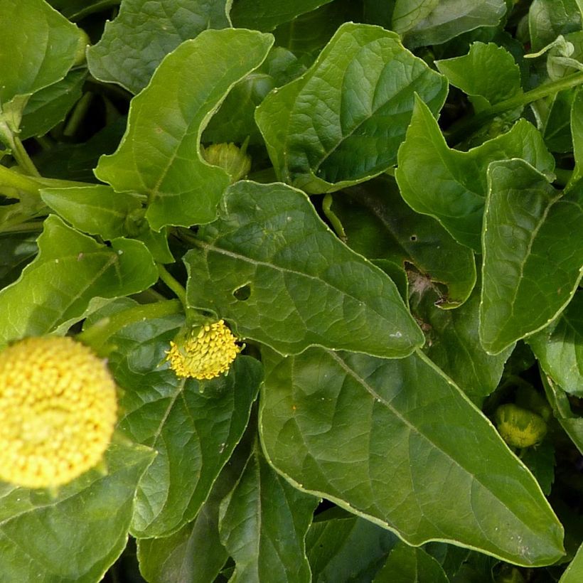 Brède Mafane - Cresson du Pará (Foliage)