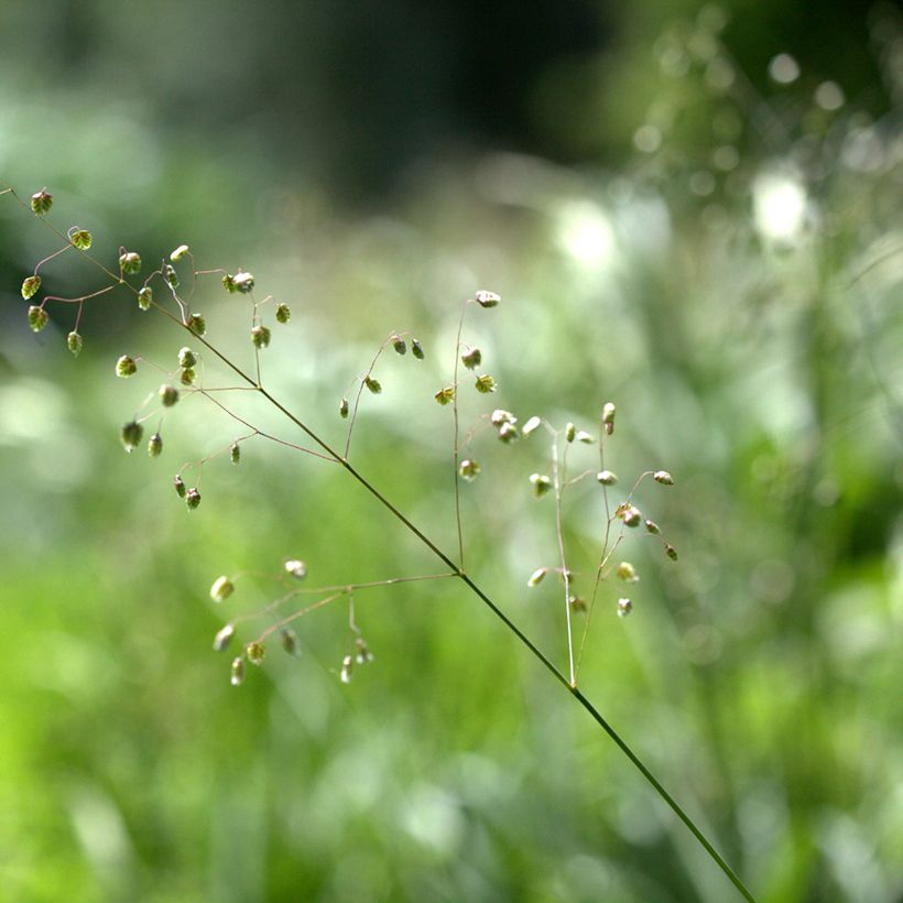 Briza media Limouzi - Amourette (Flowering)