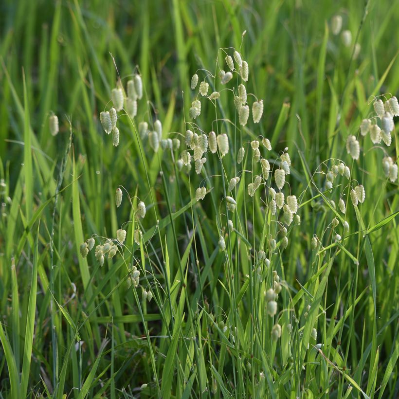 Briza maxima - Grande brize (Foliage)