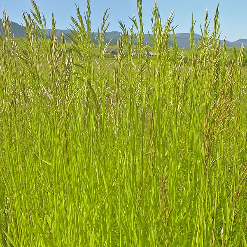 Bromus inermis Skinner s Gold - Brome  (Foliage)