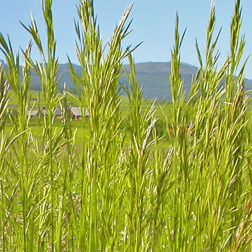 Bromus inermis Skinner s Gold - Brome  (Flowering)