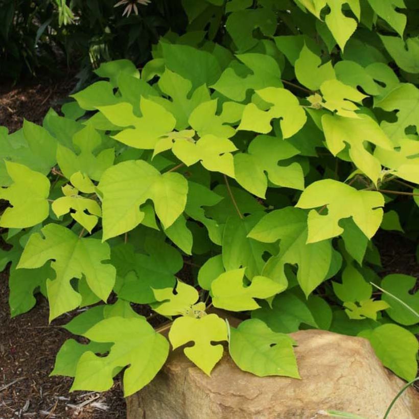Broussonetia papyrifera Golden Shadow - Mûrier à papier (Foliage)