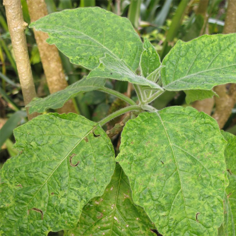 Brugmansia sanguinea (Foliage)