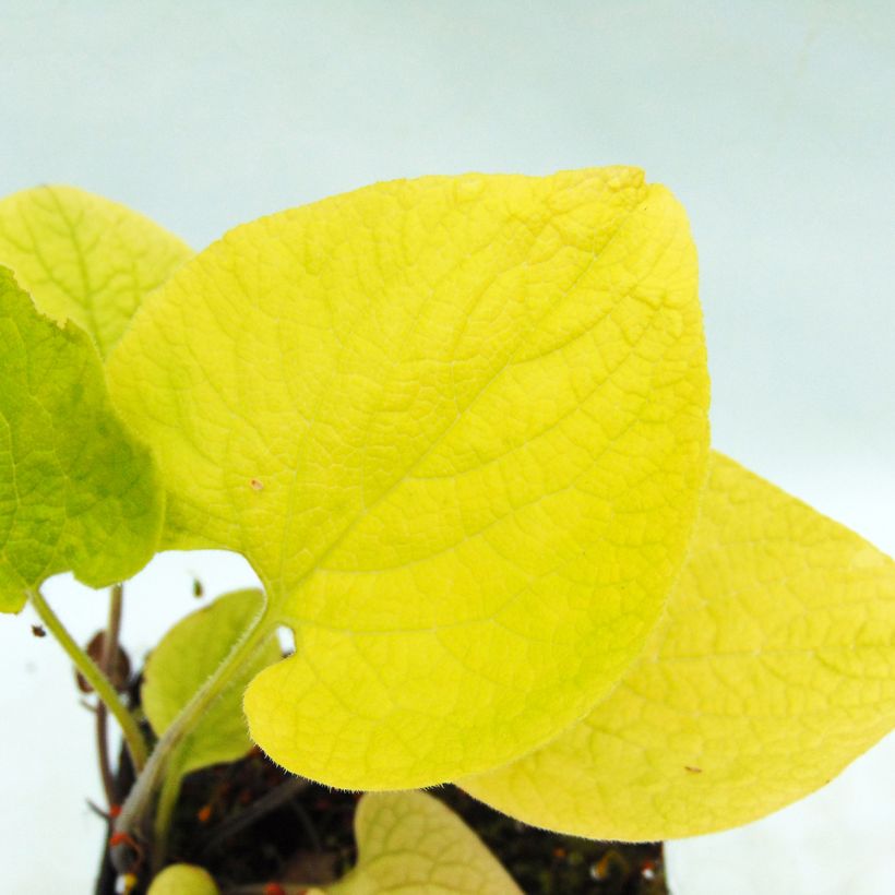 Brunnera macrophylla Diane's Gold - Myosotis du Caucase (Foliage)