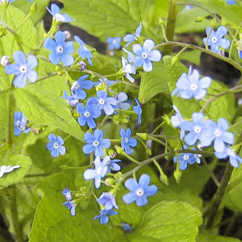 Brunnera macrophylla Green Gold - Myosotis du Caucase (Flowering)