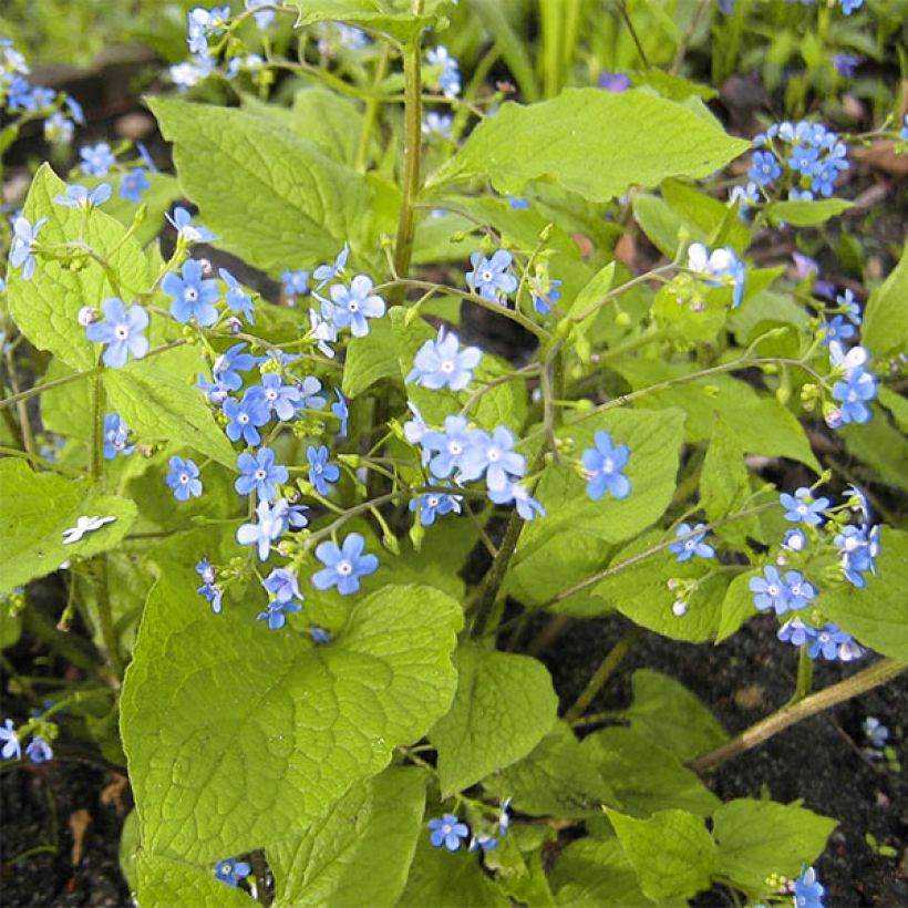 Brunnera macrophylla Green Gold - Myosotis du Caucase (Plant habit)