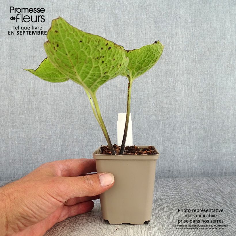 Example of Brunnera macrophylla Jack of Diamonds - Myosotis du Caucase Godet de 8/9 cm as you get in automne