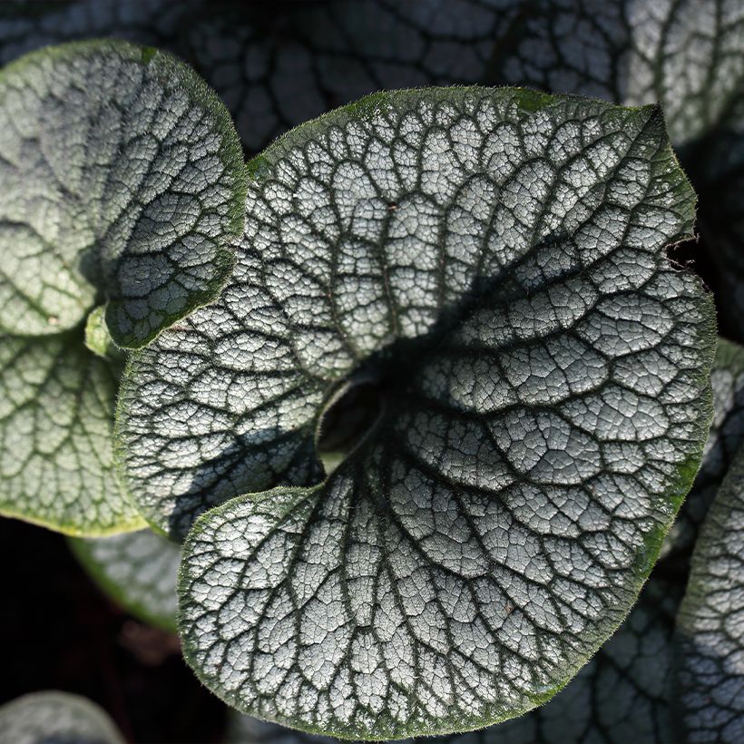 Brunnera macrophylla Jack of Diamonds - Myosotis du Caucase (Foliage)