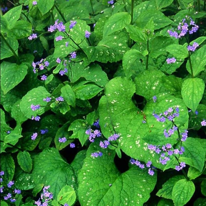 Brunnera macrophylla Langtrees - Myosotis du Caucase (Flowering)
