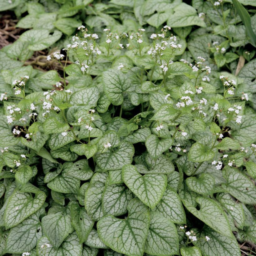 Brunnera macrophylla Mr Morse - Myosotis du Caucase (Plant habit)