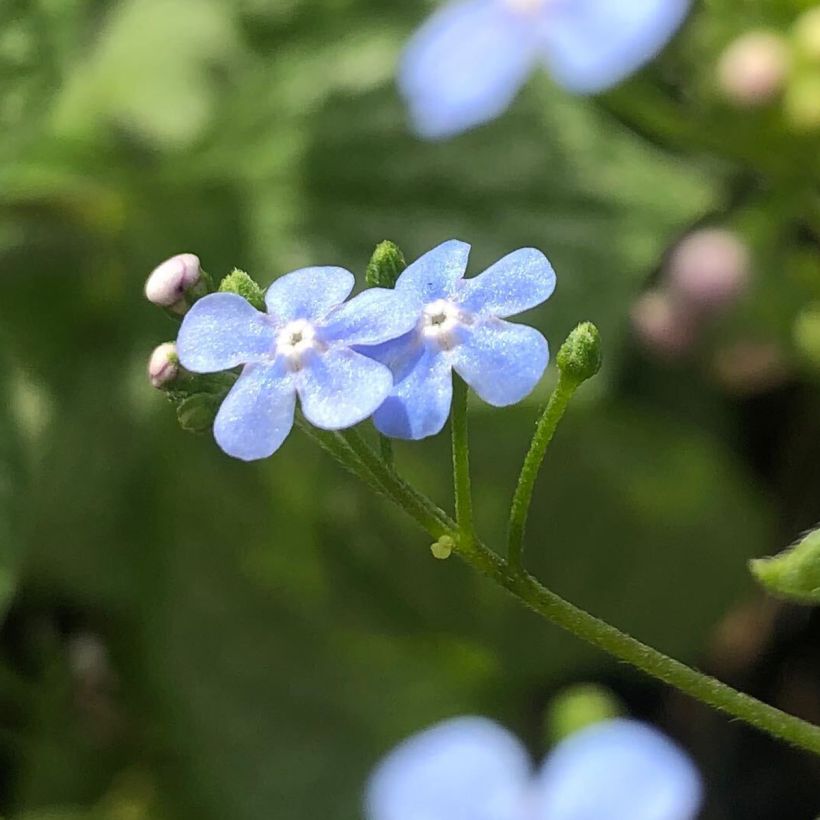 Brunnera macrophylla Silver Heart® - Myosotis du Caucase (Flowering)