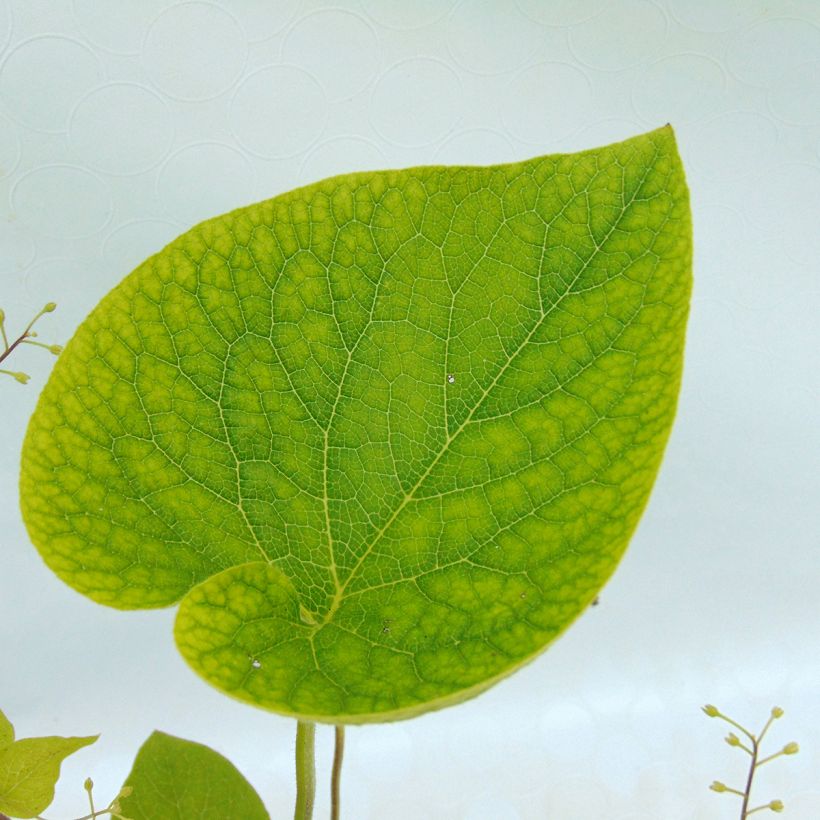 Brunnera macrophylla Starry Eyes - Myosotis du Caucase  (Foliage)