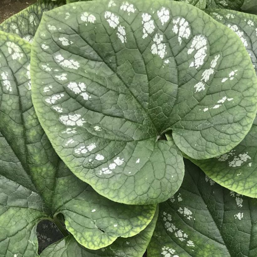 Brunnera macrophylla White Zebra - Myosotis du Caucase (Foliage)