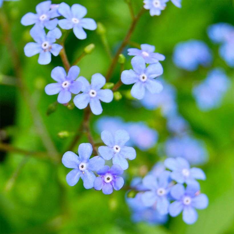 Brunnera macrophylla Yellow Spring - Myosotis du Caucase (Flowering)