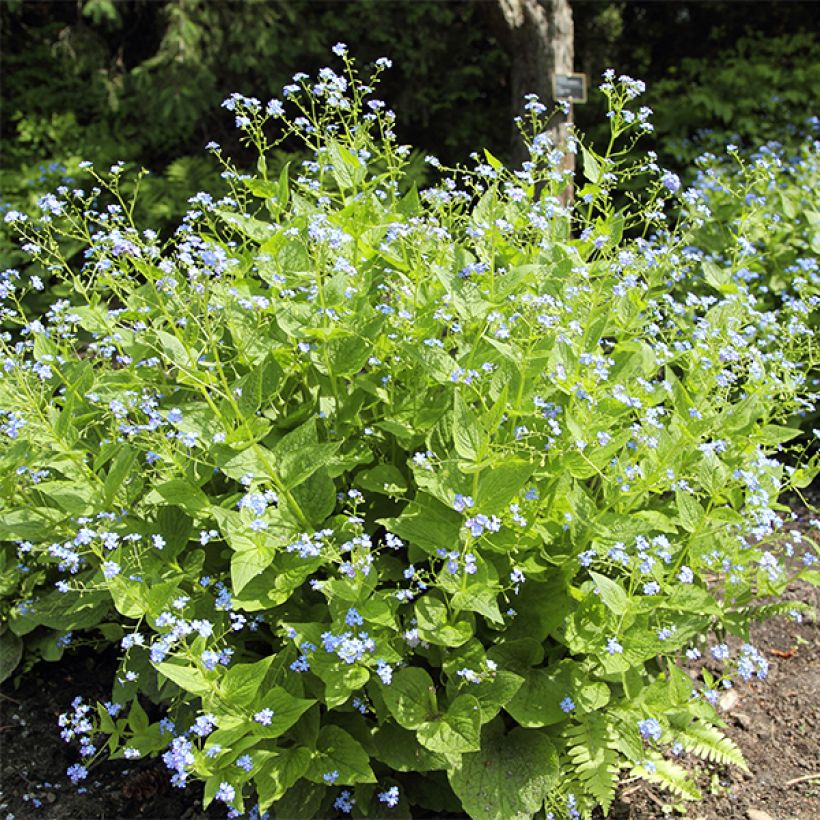 Brunnera macrophylla Yellow Spring - Myosotis du Caucase (Plant habit)