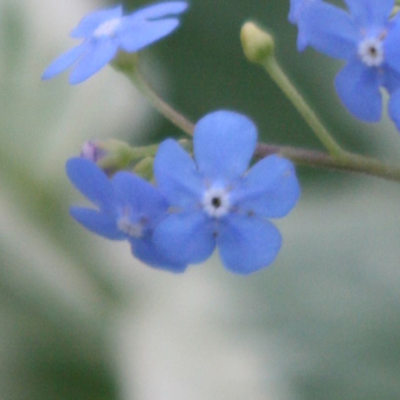 Brunnera Macrophylla Variegata - Myosotis du Caucase (Flowering)