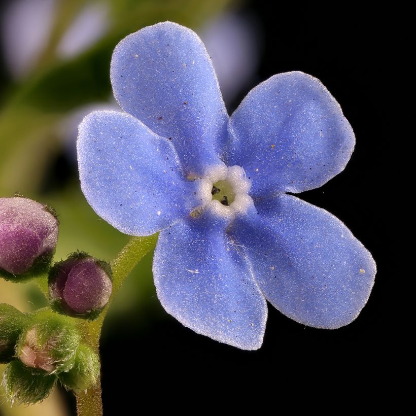Brunnera sibirica - Brunnère de Sibérie (Flowering)