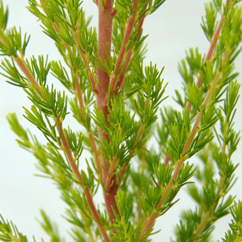 Bruyère arborescente Great Star Le Vasterival (Foliage)