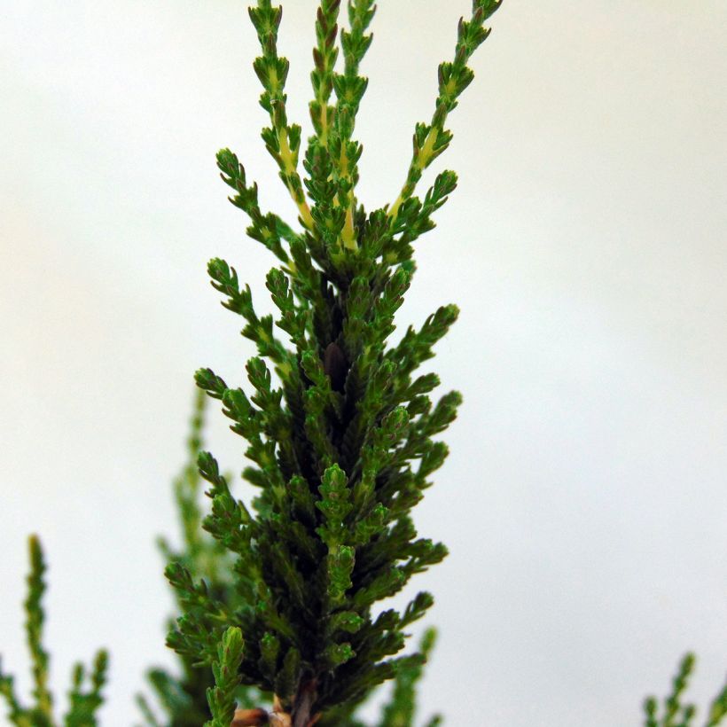 Bruyère d'été - Calluna vulgaris Allegro  (Foliage)