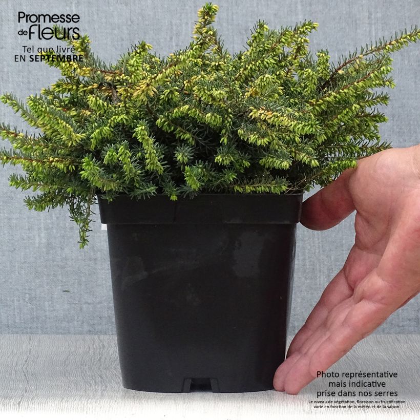 Example of Bruyère d'Hiver - Erica x darleyensis Kramer's Rote Pot de 2L/3L as you get in automne