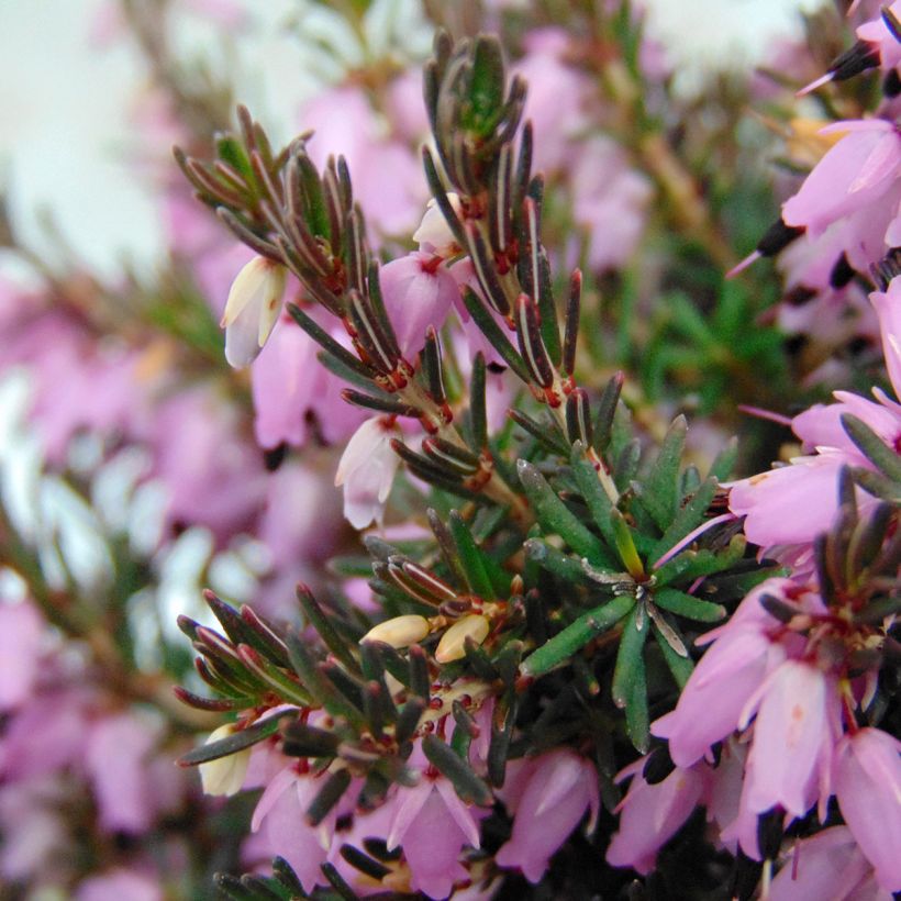 Bruyère de Darley - Erica darleyensis Furzey (Foliage)