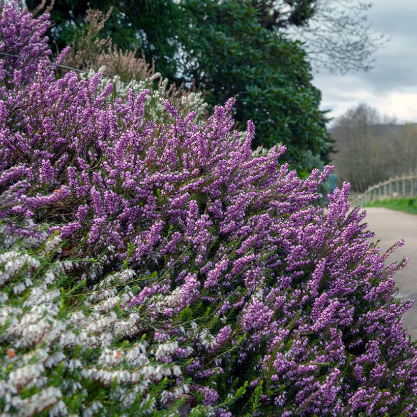 Bruyère de Darley - Erica darleyensis Furzey (Plant habit)