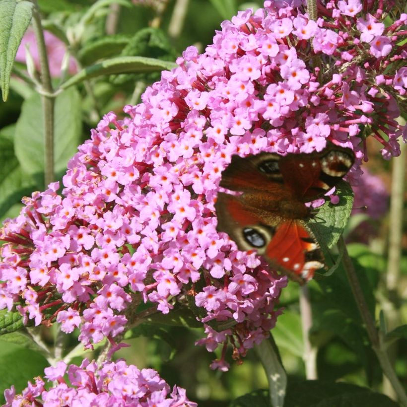 Buddleia davidii Pink Panther - Arbre aux papillons (Flowering)