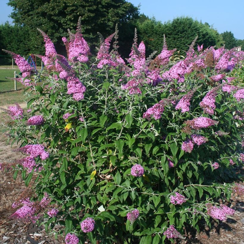 Buddleia davidii Pink Panther - Arbre aux papillons (Plant habit)