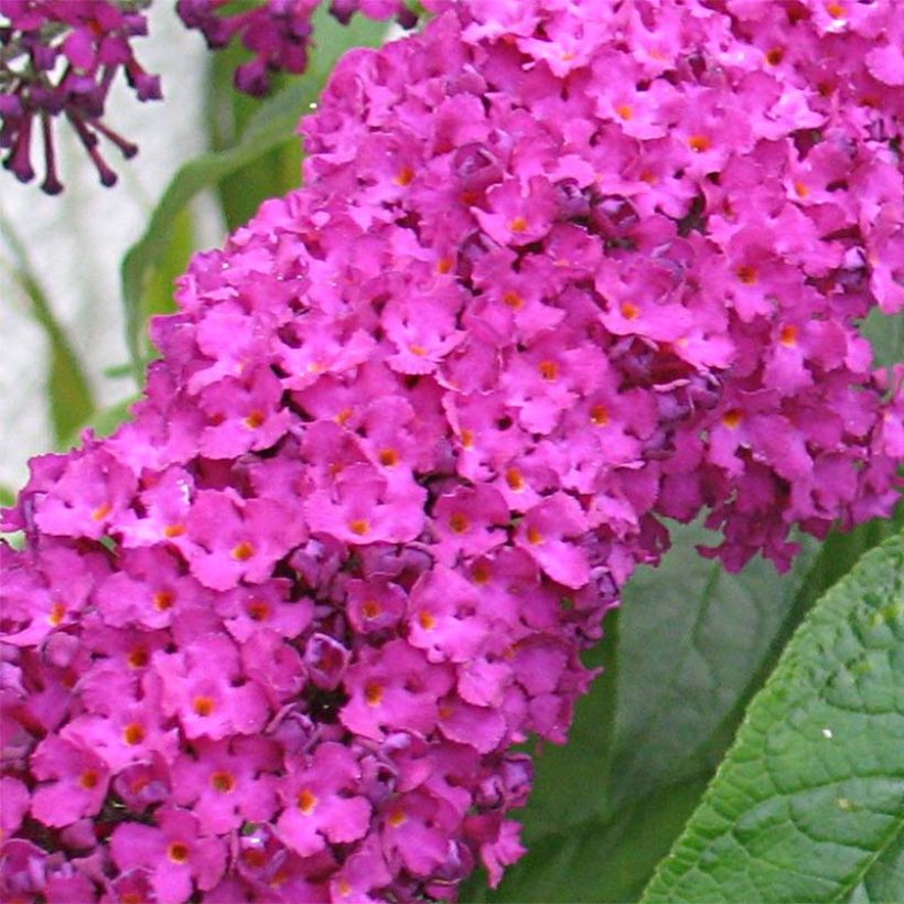Buddleia Royal Red - Arbre aux papillons rouge (Flowering)
