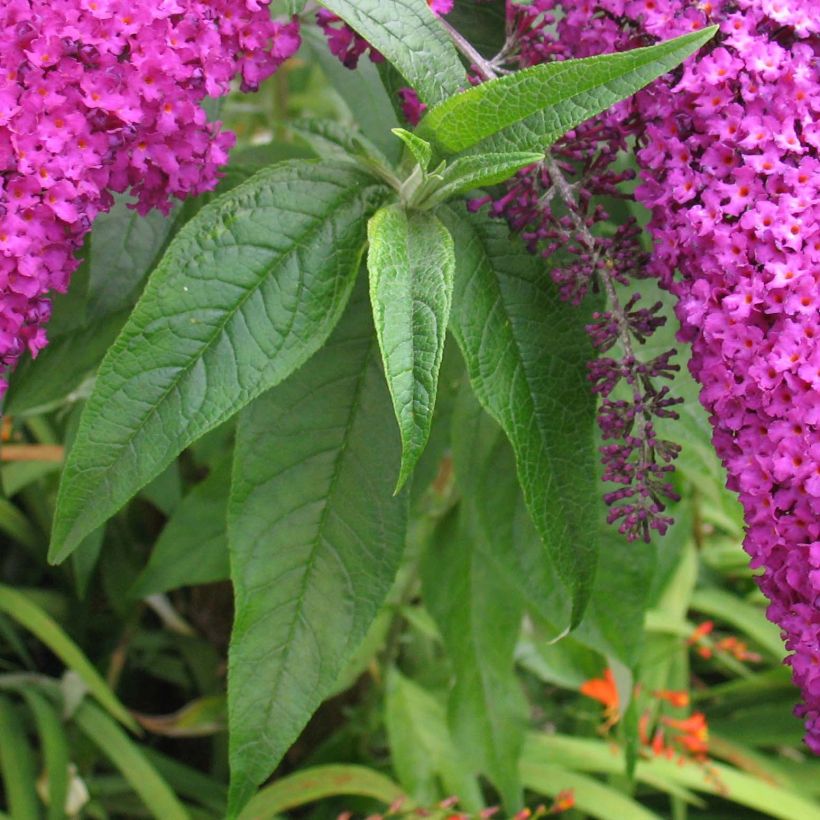 Buddleia Royal Red - Arbre aux papillons rouge (Foliage)