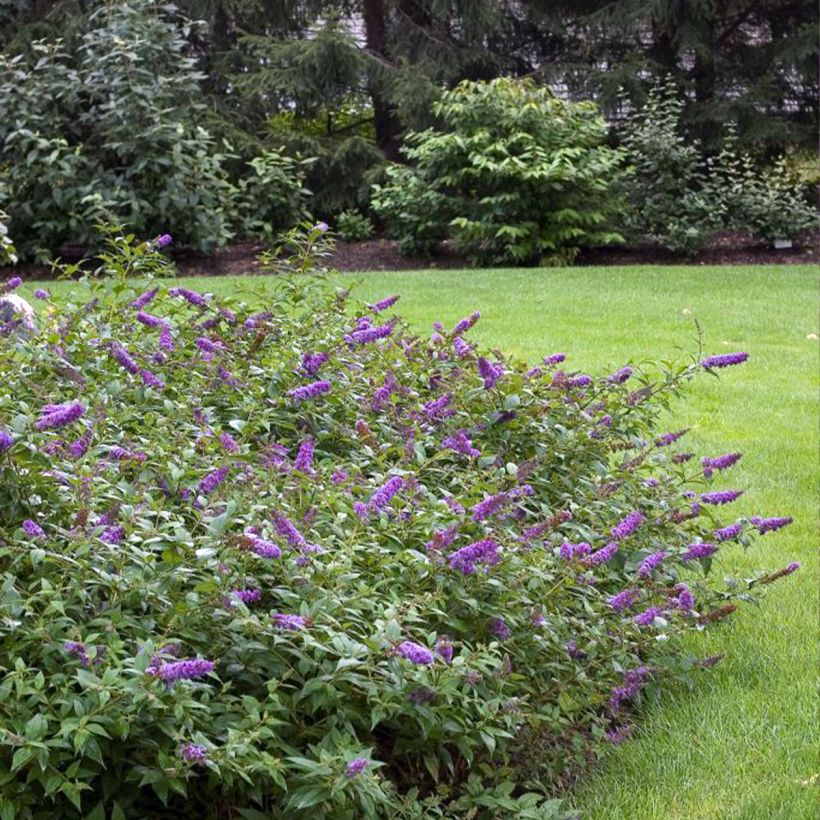 Buddleia Blue Chip - Arbre aux papillons nain (Plant habit)