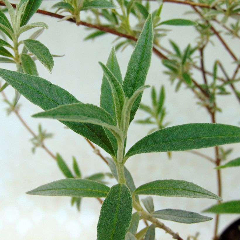 Buddleia davidii Nanho Blue  - Arbre aux papillons nain (Foliage)