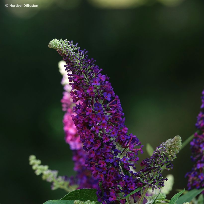 Buddleia davidii Rêve de Papillon Violet - Arbre aux papillons (Flowering)
