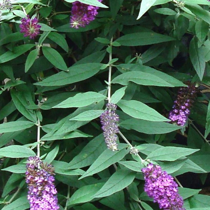 Buddleja BLOOMTASTIC® Dreaming Lavender - Arbre aux papillons nain (Foliage)