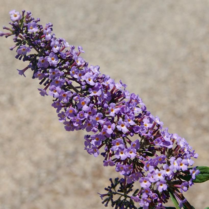 Buddleja BLOOMTASTIC® Dreaming Lavender - Arbre aux papillons nain (Flowering)