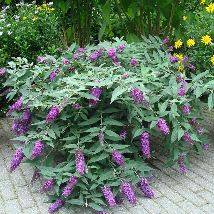 Buddleja BLOOMTASTIC® Dreaming Lavender - Arbre aux papillons nain (Plant habit)