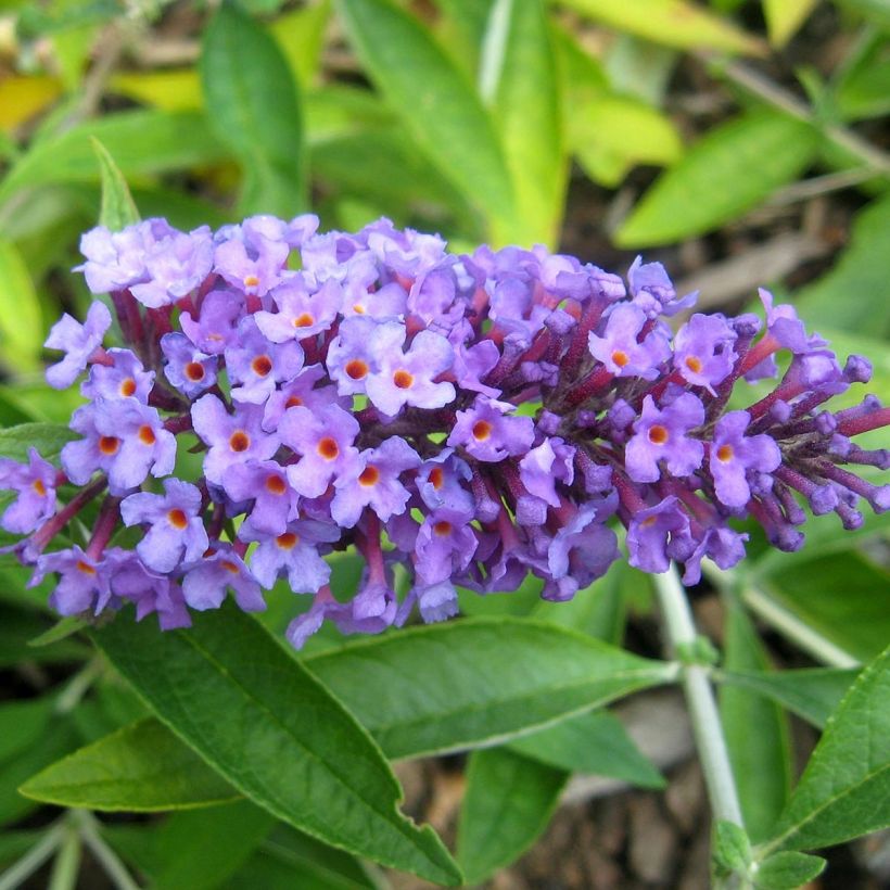 Buddleja Flutterby Peace - Arbre aux papillons (Flowering)