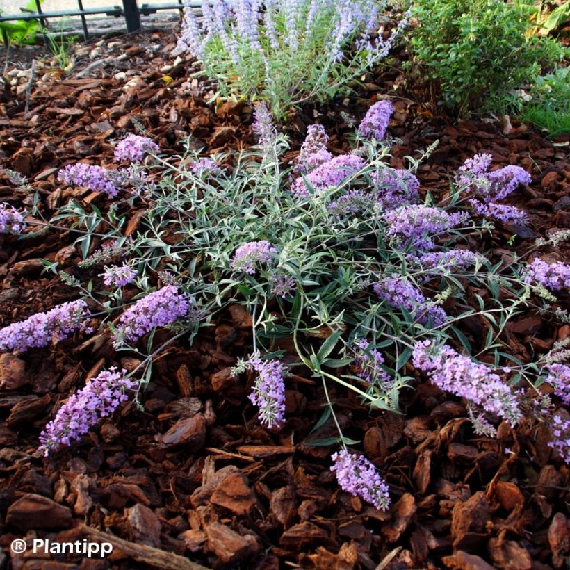 Buddleia Free Petite Lavender Flow - Arbre aux papillons (Plant habit)