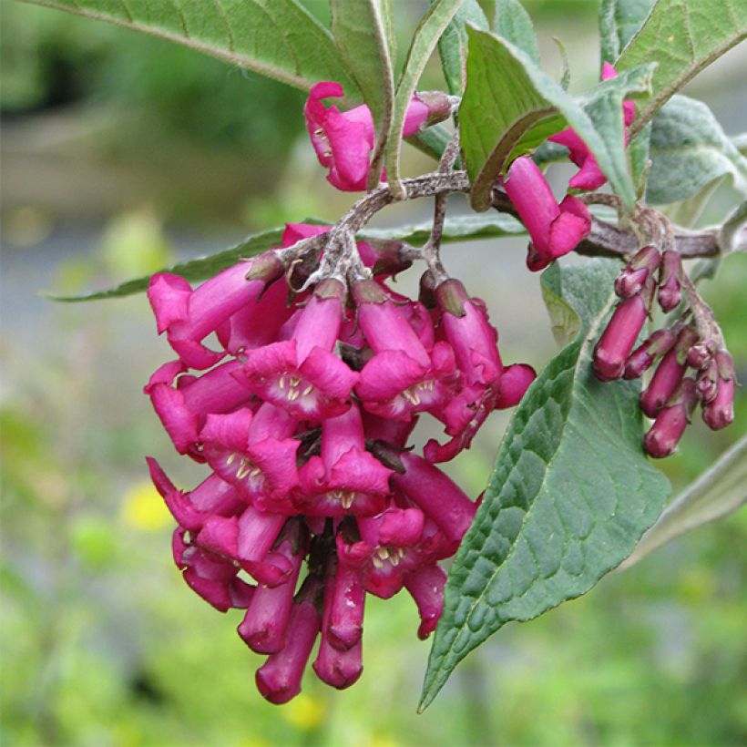 Buddleja colvilei - Arbre aux papillons (Flowering)
