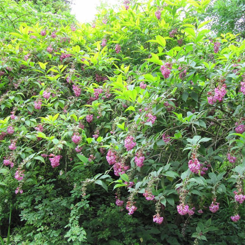 Buddleja colvilei - Arbre aux papillons (Plant habit)