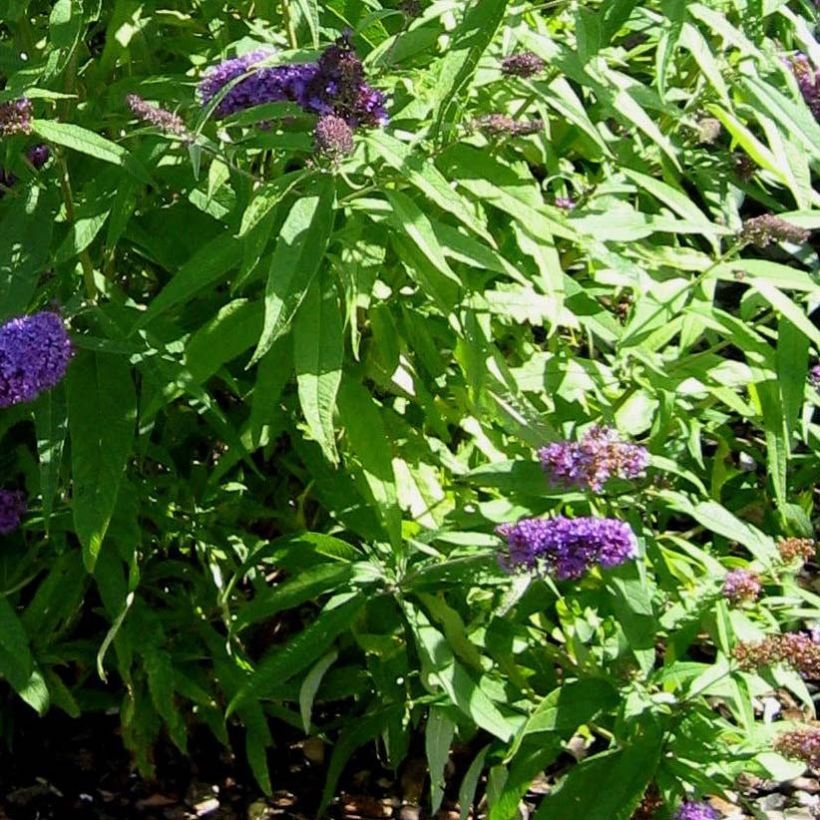 Buddleja davidii Camberwell Beauty - Arbre aux papillons (Foliage)