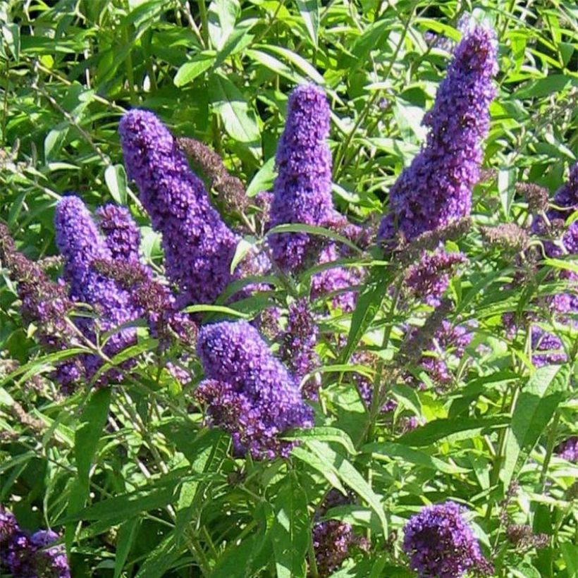 Buddleja davidii Camberwell Beauty - Arbre aux papillons (Flowering)