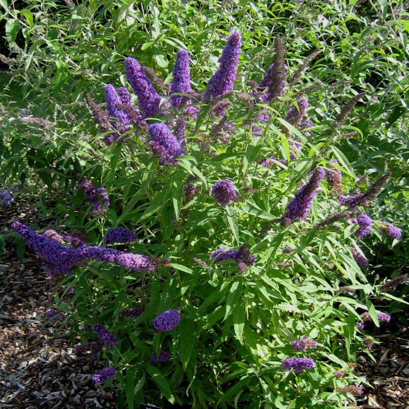 Buddleja davidii Camberwell Beauty - Arbre aux papillons (Plant habit)
