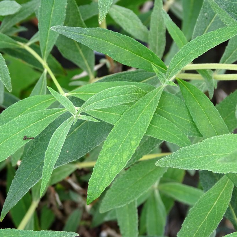Buddleja davidii Gulliver - Arbre à papillons (Foliage)