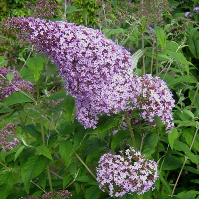 Buddleja davidii Gulliver - Arbre à papillons (Flowering)