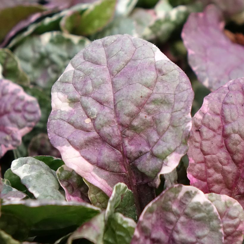 Bugle rampante - Ajuga reptans Burgundy Glow (Foliage)