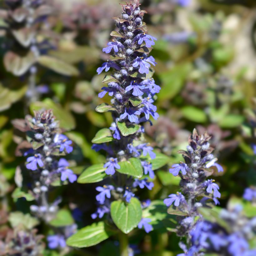 Bugle rampante - Ajuga reptans Multicolor (Rainbow) (Flowering)